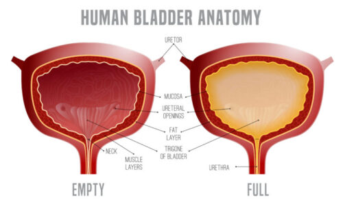 bladder anatomy